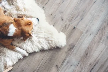 Dog resting on durable, scratch-resistant laminate flooring